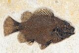 Green River Fossil Fish Mural With Diplomystus & Cockerellites #254197-6